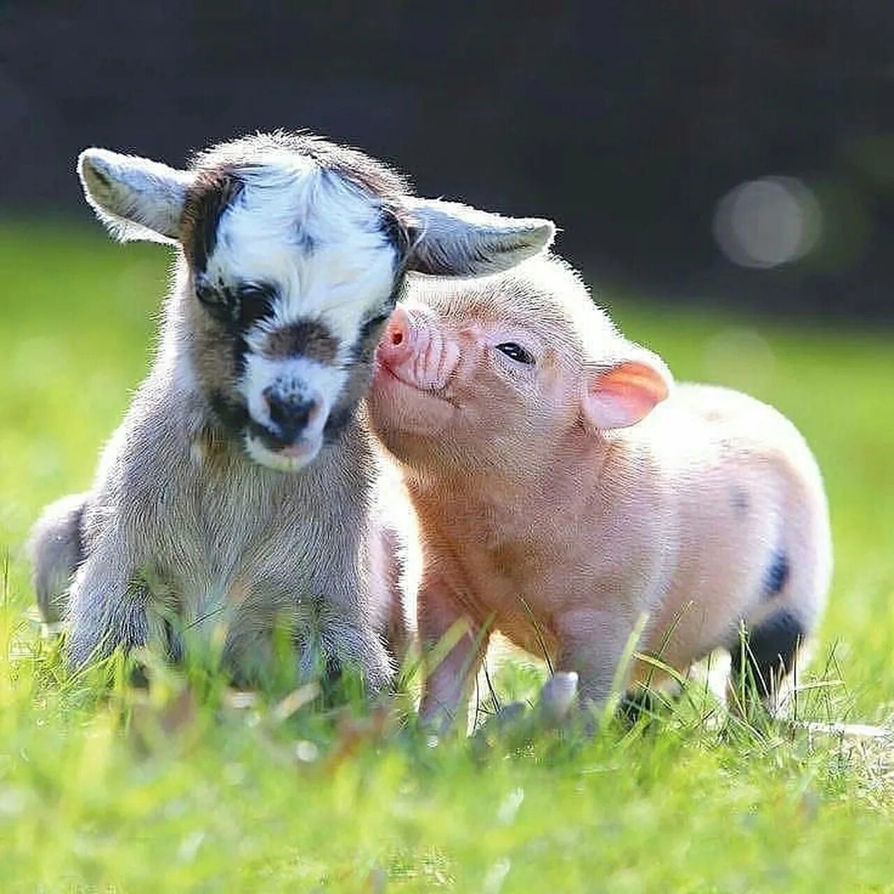 Животноводство аргентины. Корова в хозяйстве. Сельскохозяйственные животные. Хозяйственные животные. Сельское хозяйство животноводство.