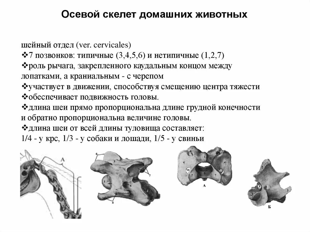 Характеристики позвонков шейного отдела. Шейный отдел коровы позвонки. Скелет шейный позвонок КРС. Типичный шейный позвонок КРС. Шейные позвонки животных анатомия.