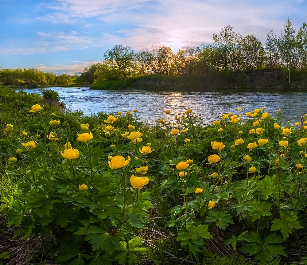 Купальница (Trollius). Природа Удмуртии Италмас. Купальница Италмас. Италмас цветок Удмуртии.