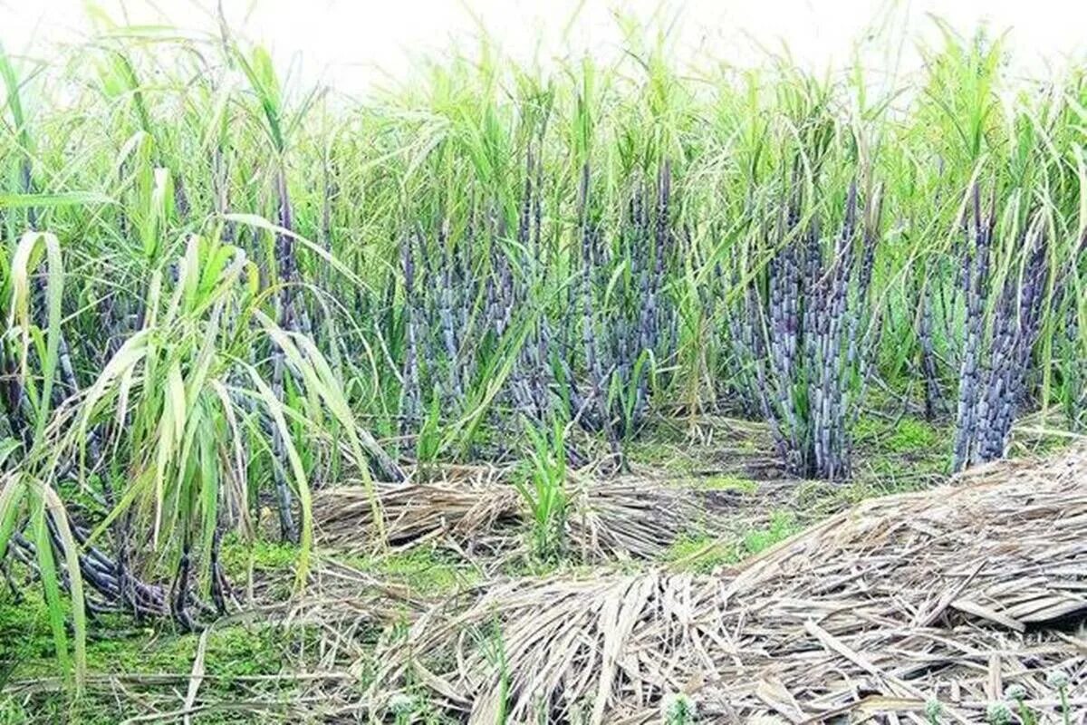 Сколько растет тростник. Saccharum officinarum. Сахарный тростник в Египте. Гавайи сахарный тростник. Сахарный тростник растение.