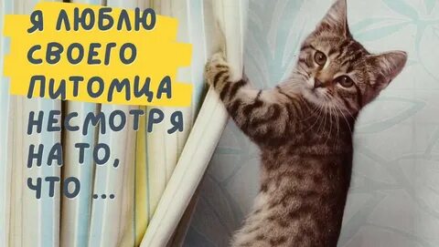 Домашние животные твери