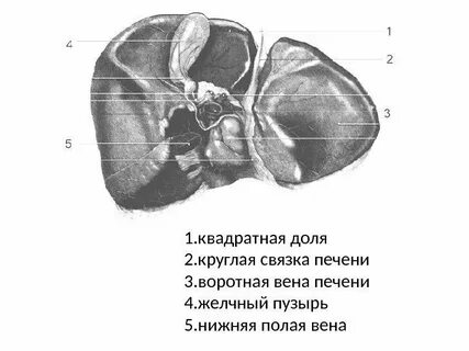 Сердце атланта ветки