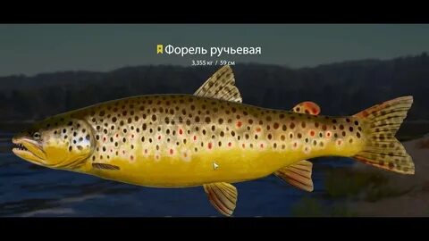 Куори рр4 форель