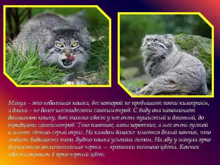 Манул реферат. Манул реферат