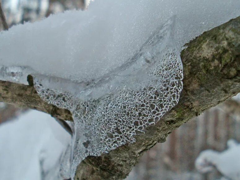 трава во льду. ледяная корка на полях озимых. лед на лужах. корка льда. коростой льда.