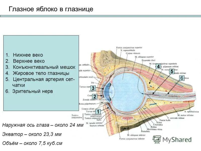 Глазная впадина 6 букв