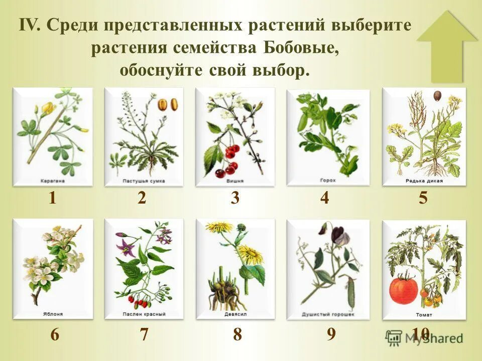 Семейство растений 1 пример Покрытосеменные растения презентация онлайн