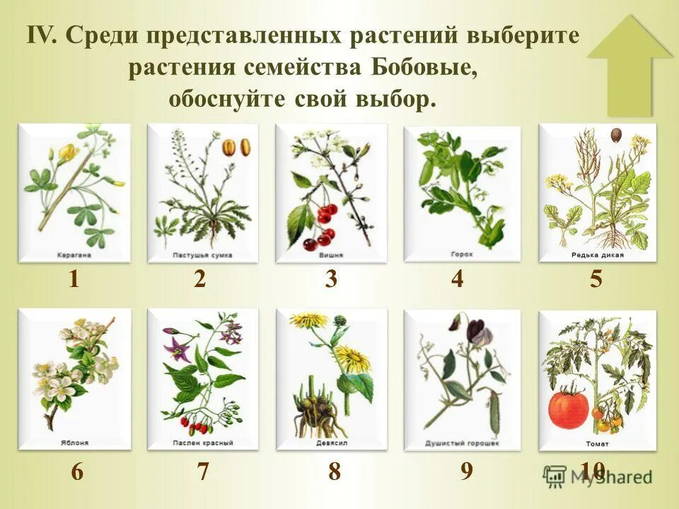 Среди представленных схемах. Растения семейства пасленовых. Паслёновые растения примеры. Двудольные растения Пасленовые. Семейство Пасленовые примеры растений.