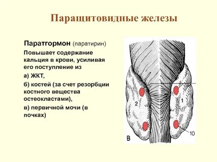 Паращитовидные железы являются железами внутренней секреции
