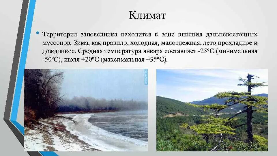 Какой климат в городе владивосток. Муссонный климат Приморье. Уссурийский заповедник климат. Дальневосточная Тайга климат. Климат дальнего Востока температура января и июля.