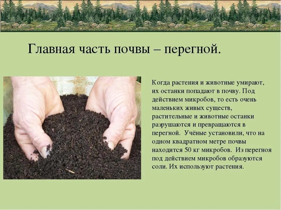 Примеры органических удобрений. Органическая часть почвы перегной. Удобрение органическое. Внести перегной в почву. Перегной для растений.