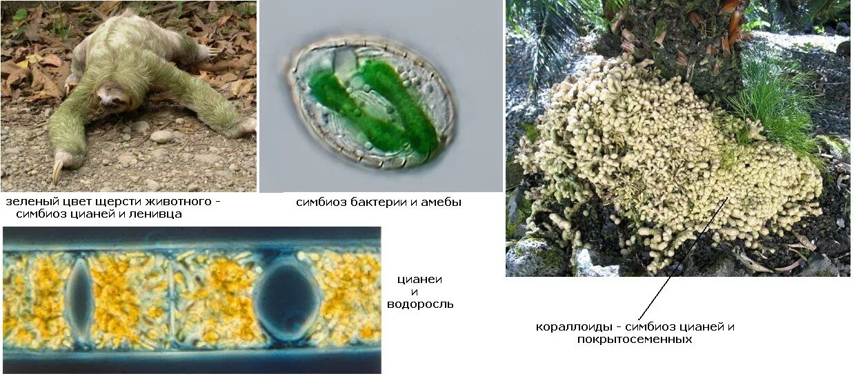 Цианобактерии одноклеточные водоросли. Симбиоз водоросли и цианобактерии. Синезеленые водоросли цианобактерии. Цианобактерии симбиоз с растениями. Гриб водоросль цианобактерия