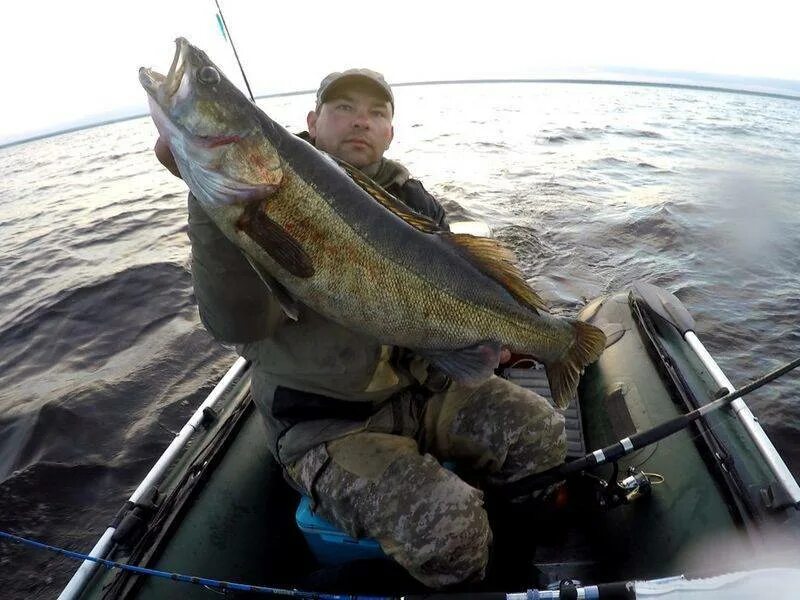 Рыба в рыбинском водохранилище. Рыба десногорского водохранилища. Судак рыбинского водохранилища. Рыбинка рыбинское водохранилище. Судак озернинское водохранилище.