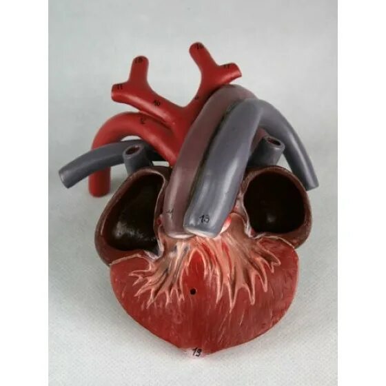 У черепахи четырехкамерное сердце. Сердечная система черепахи. Строение сердца черепахи. Желудочек сердца черепахи.