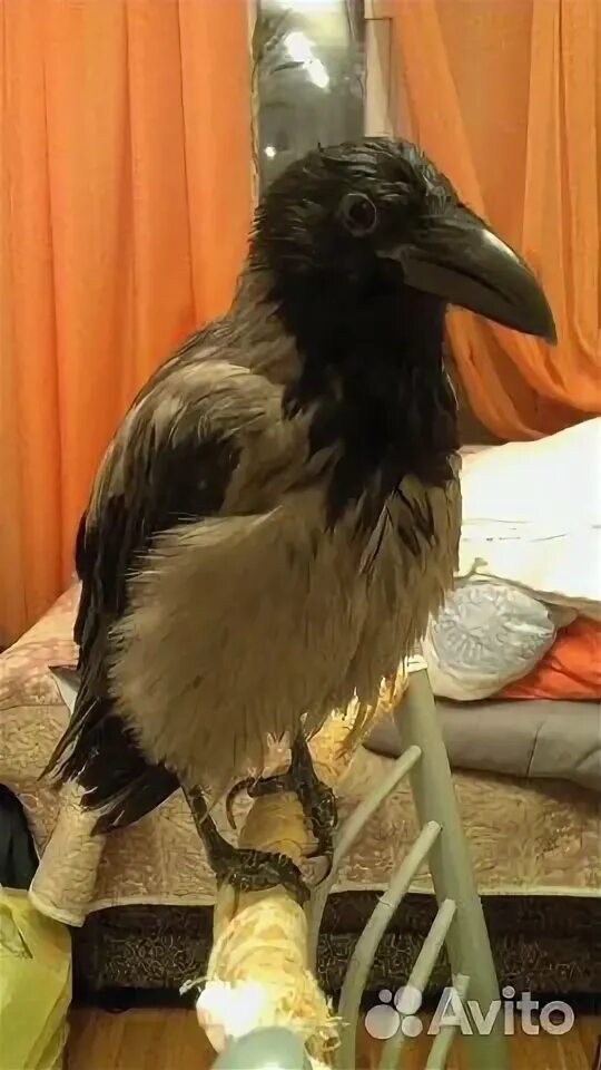 Домашний ворон. Вася ворон. Домашний ворон. Ручной ворон. Ручная ворона.