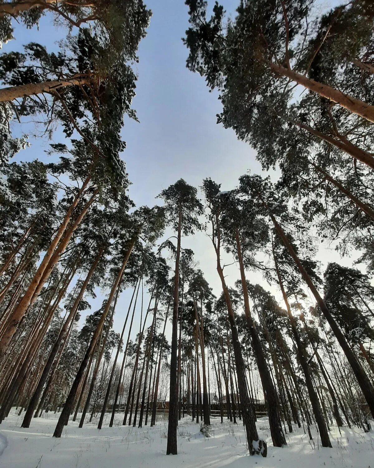 Природа. Широколиственные леса удмуртии. Преображенный лес. Шварцвальд тропа. Леса гродненской области.