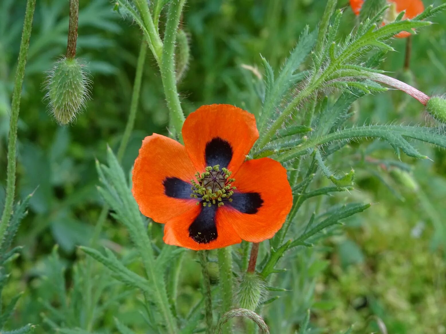В какой зоне растет мак. В тундре есть полярный мак. В какой зоне растет мак. Полярный мак арктических пустынь. Полярный мак где растет природная зона.