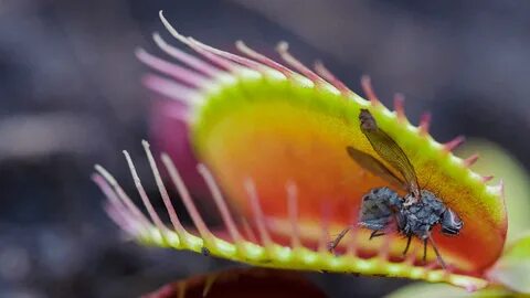 Venus flytraps kill with chemicals like those from lightning bolts. 