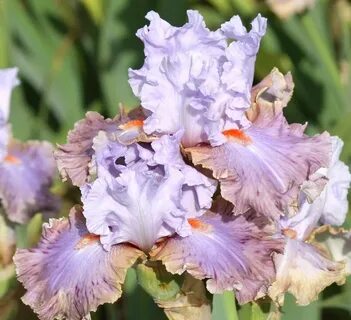 Iris graphics отзывы