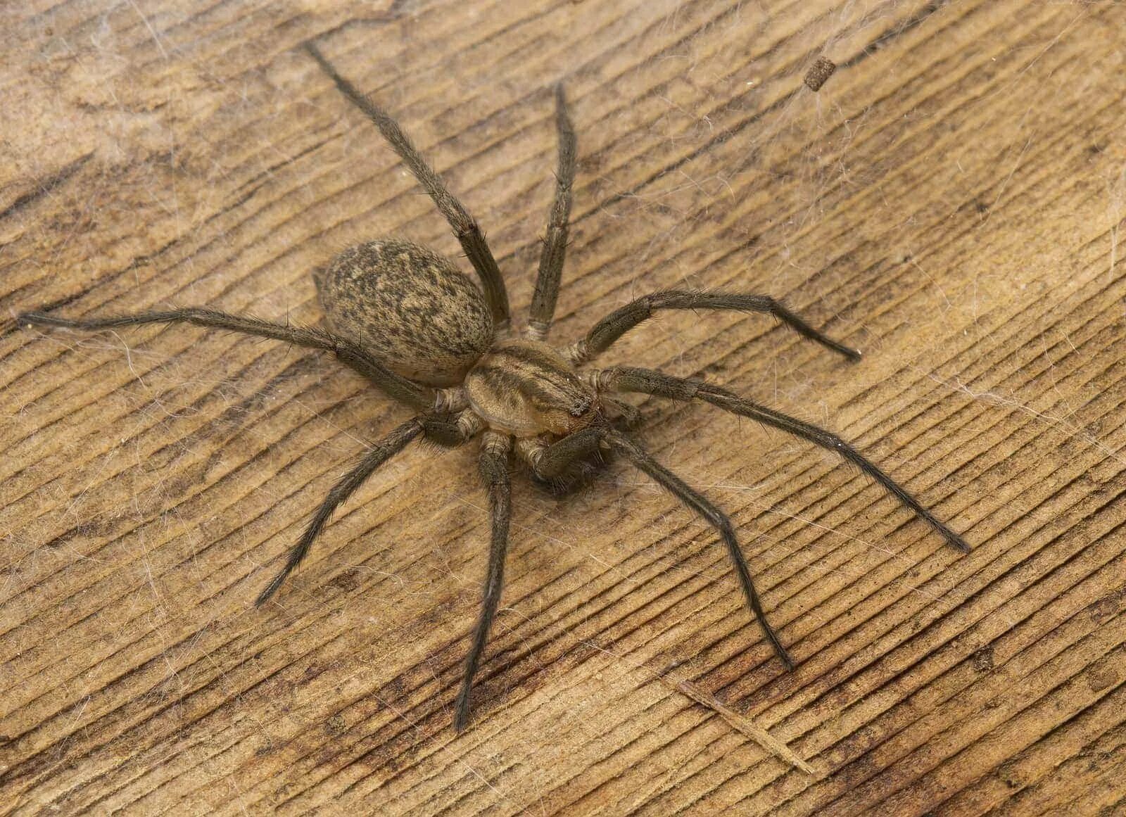 Домовой паук Tegenaria Agrestis. Луговой паук тегенария. Тегенария домовая. Сон паук дома