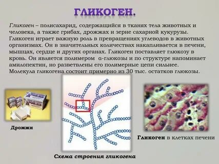 Гликоген в организме человека