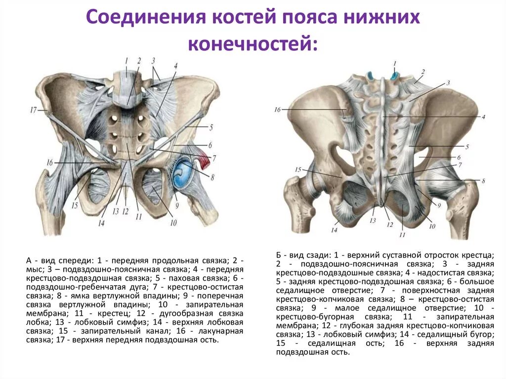 Кости таза строение соединение. Соединение костей таза вид спереди. Кости таза соединены спереди. Соединения пояса нижних конечностей вид спереди. Соединения и связки женского таза. Вид спереди.