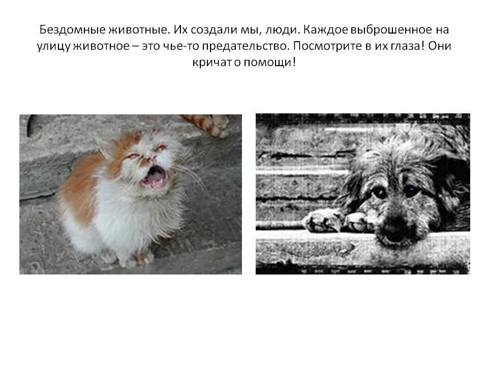 Человек не может без животных. Бездомных животных. понятие бездомные животные. бездомные животные и человек. стихи про бездомных животных.
