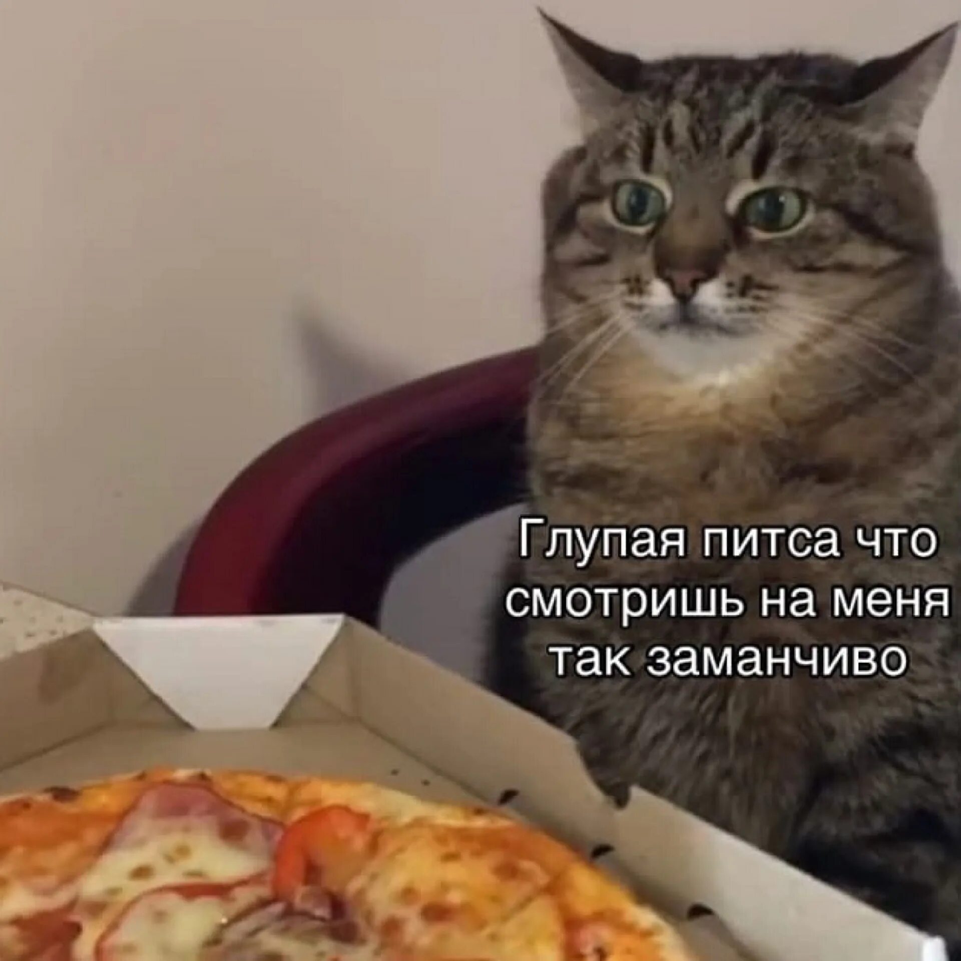Котик с пиццей. Мемы с пиццей и котом. Мемы про котиков и еду. Привет глупая