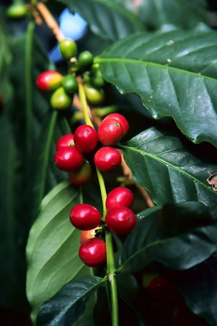 Кофе это фрукт. Кофейное дерево (Coffea). Кофейное дерево Венесуэла. Кофейное дерево Арабика. Плоды кофейного дерева.