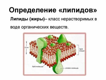 Минеральные вещества углеводы липиды вариант 1