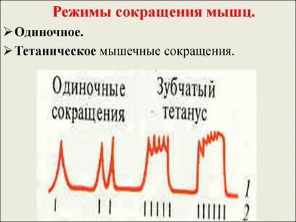 Режимы мышечных сокращений