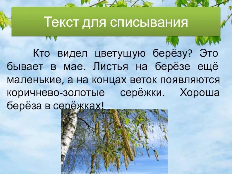 Как пишется березка. Кто видел цветущую березу. Кто видел цветущую березу это бывает в мае. Текст кто видел цветущую березу. Береза текст для списывания.