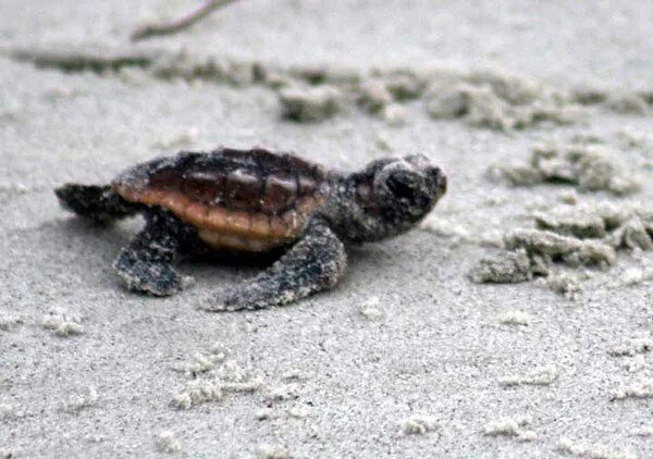 Why are beaches important for the loggerhead