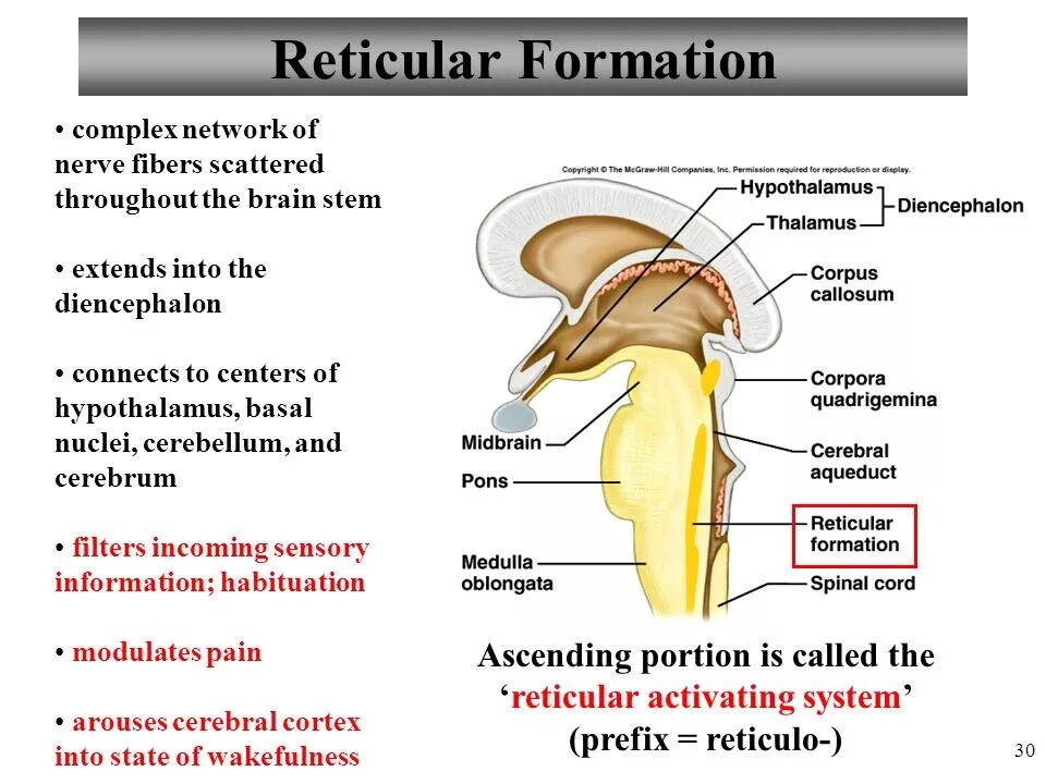 Formatio reticularis. Reticular formation. reticular activating system. reticular formation functions. the reticular formation of brain.