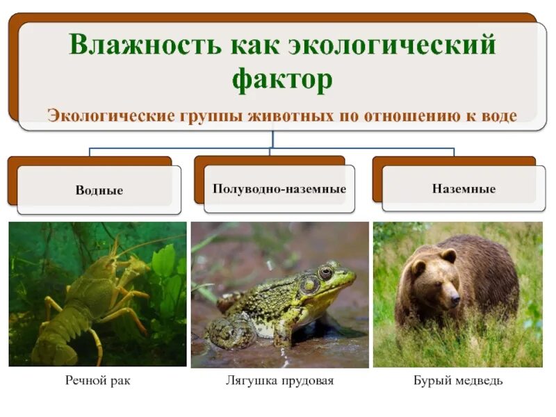 Промежуточная по биологии 11 класс. Экологические группы животных. Экологические группы животных по отношению к воде. Влажность как экологический фактор. Экологические факторы.