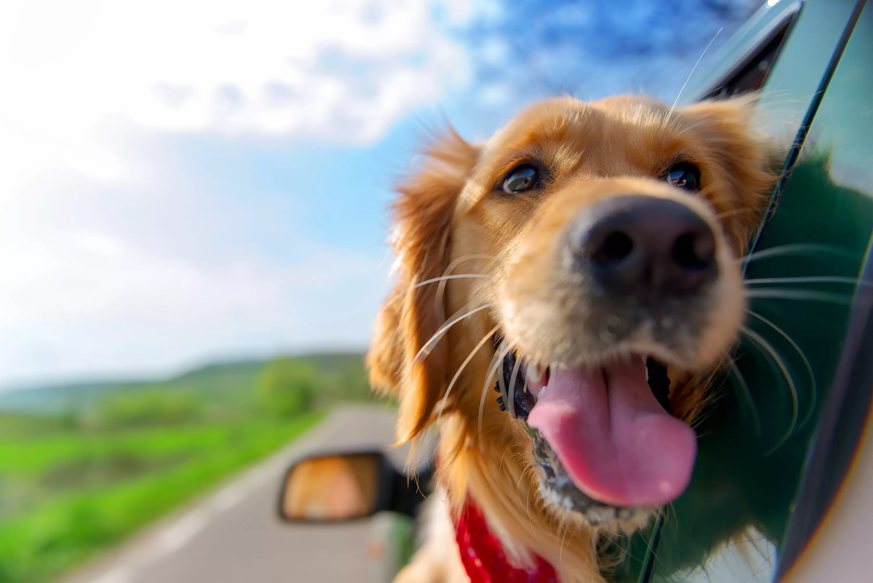 Счастливая собака. Собака из окна машины. Собака в машине. Собака в окне машины. Take your pet