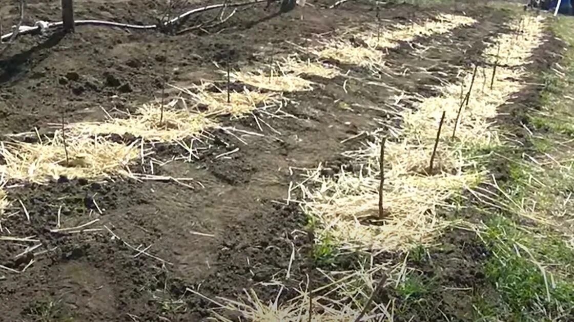 Посадка малины. Посадка малины весной. Ленточное сажание малины. Посадка малины в 2 ряда.