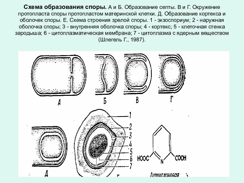 Оболочка споры бактерии