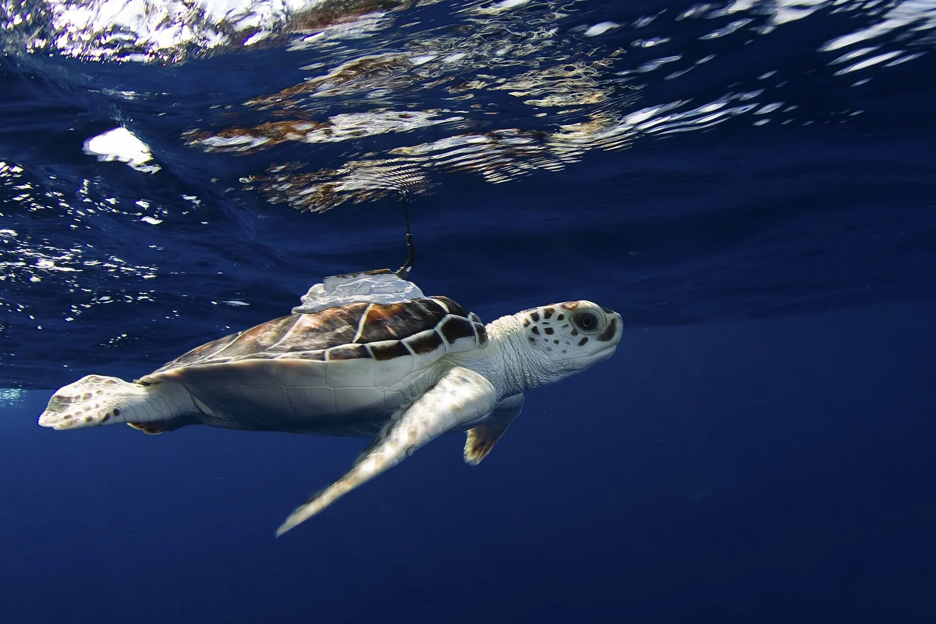 Left turtle. Turtle Skeleton. Скелет черепахи. От кого произошли морские черепахи. Как спариваются морские черепахи.