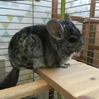 Стоит шиншилла