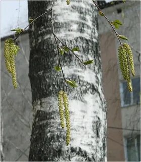 Белая береза сережки