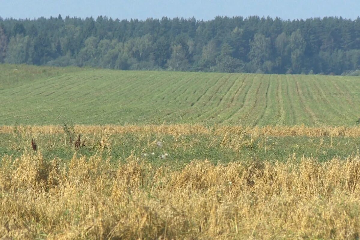 Сено тверская область. Поля Тверской области. Тверская область сельское хозяйство. Сельскохозяйственные культуры Тверской области. Растениеводство Тверской области.