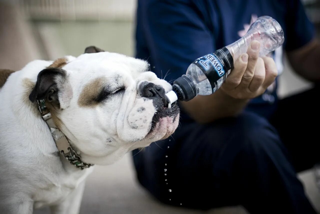 Сколько воды пьют собаки. Собака пьет. Собака пьет воду. Жажда у животных. Жажда у собаки.