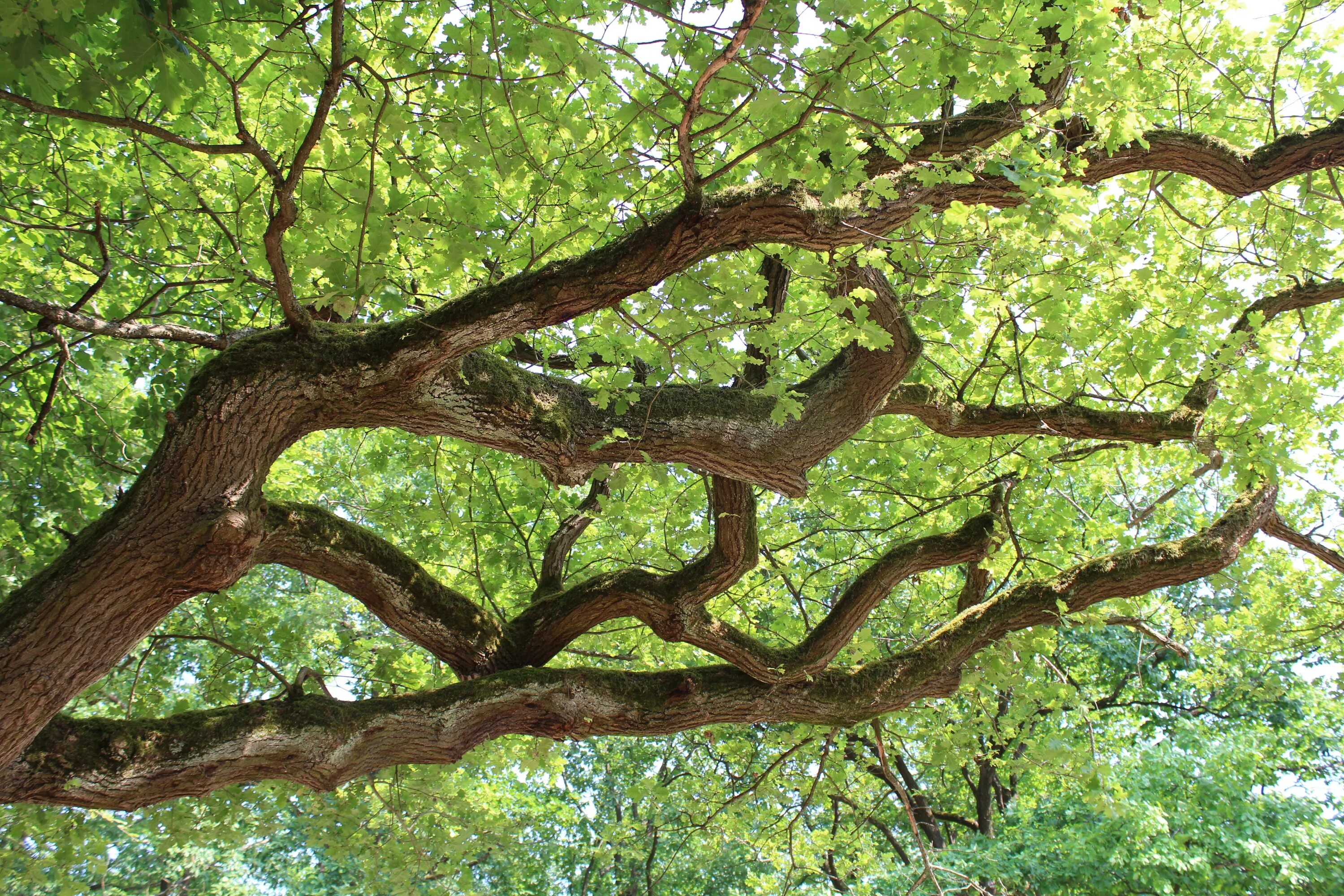 Дерево. Красивое дерево. Ветка дерева. Большие ветви деревьев. F tree