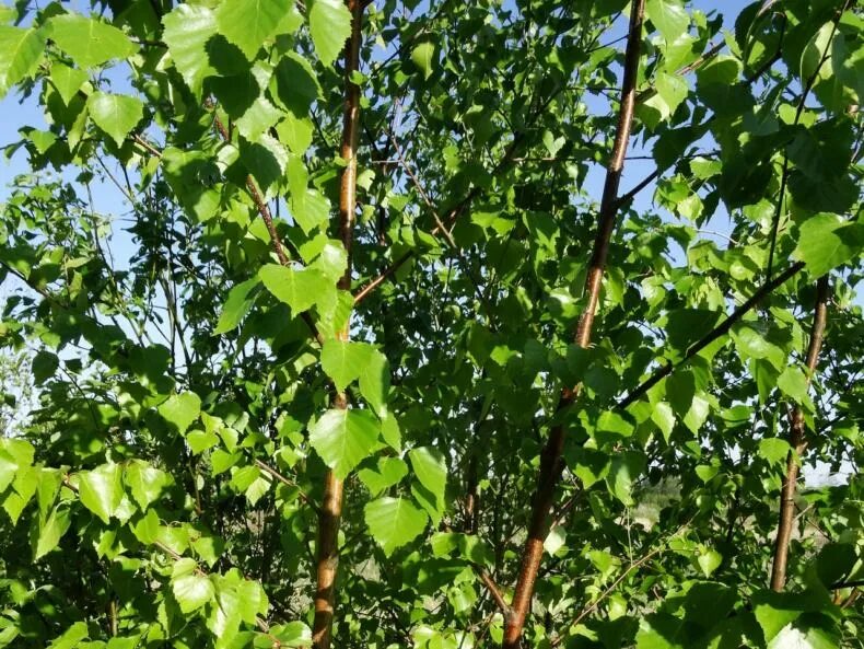 Betula Nana. Береза карликовая Голден Треже. Betula utilis jacquemontii. Карельская карликовая береза.