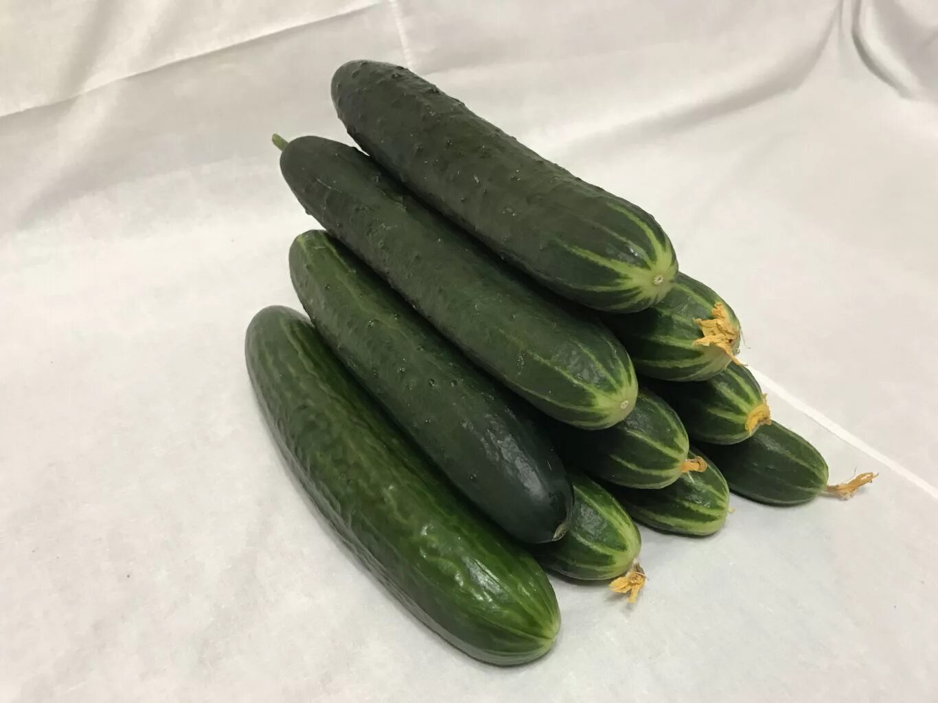 огурцы казан. огурцы тепличные. огурцы казан. огурцы казан. огурцы краснодар.