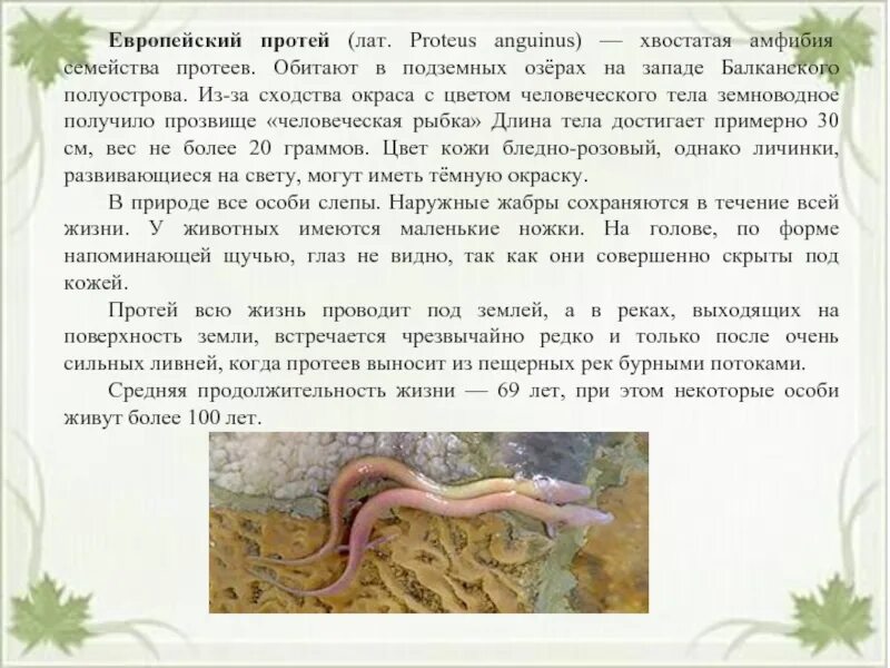 Протеи размер. Европейский протей хвостатые земноводные. хвостатые амфибии протеи.