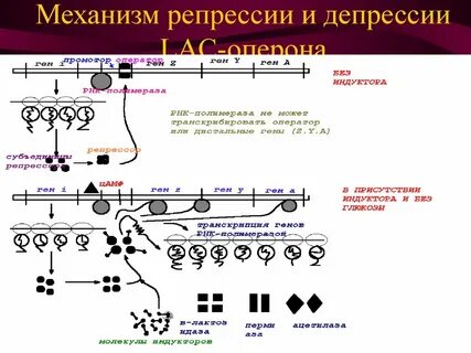 Индукция и репрессия генов