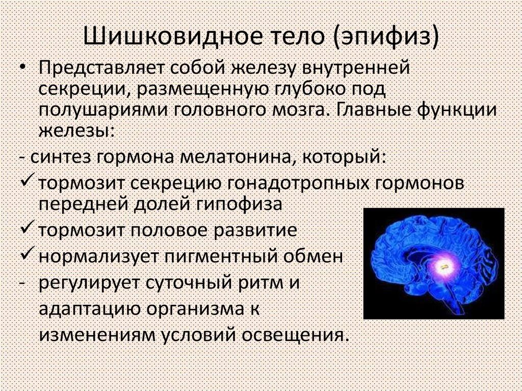 Шишковидная железа. Функция эпифиза в головном мозге. Эпифиз функции строение расположение. Эпифиз строение функции гормоны. Эпифиз железа внутренней секреции функции.