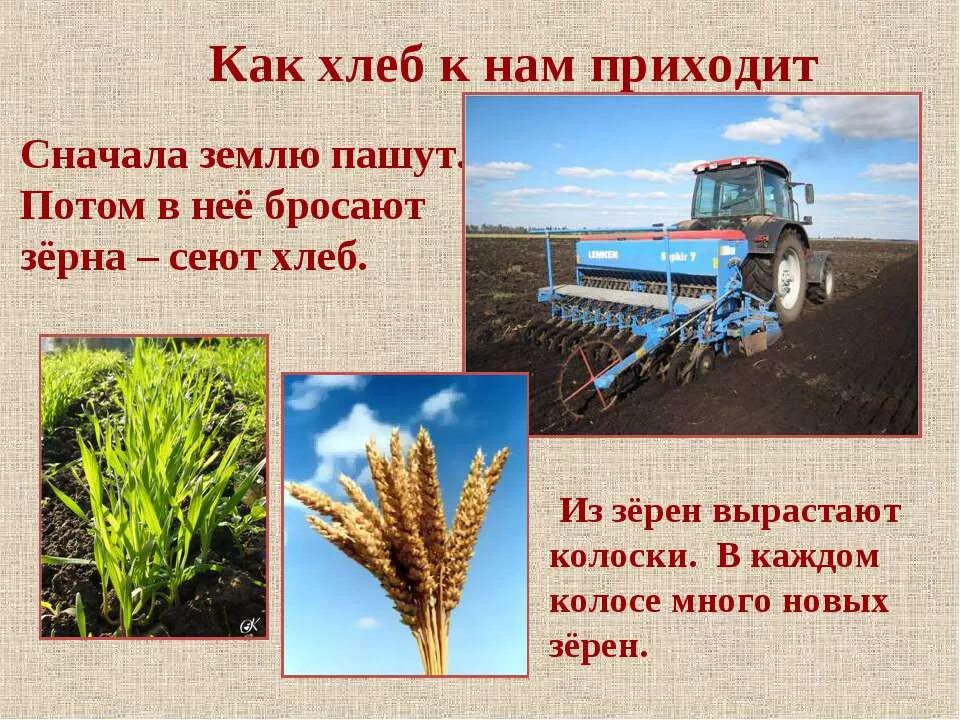 культурные растения: - хлебные злаки (рис, пшеница, кукуруза). злаки для детей. как хлеб на стол пришел. зерновые культуры для детей. культурные растения зер.